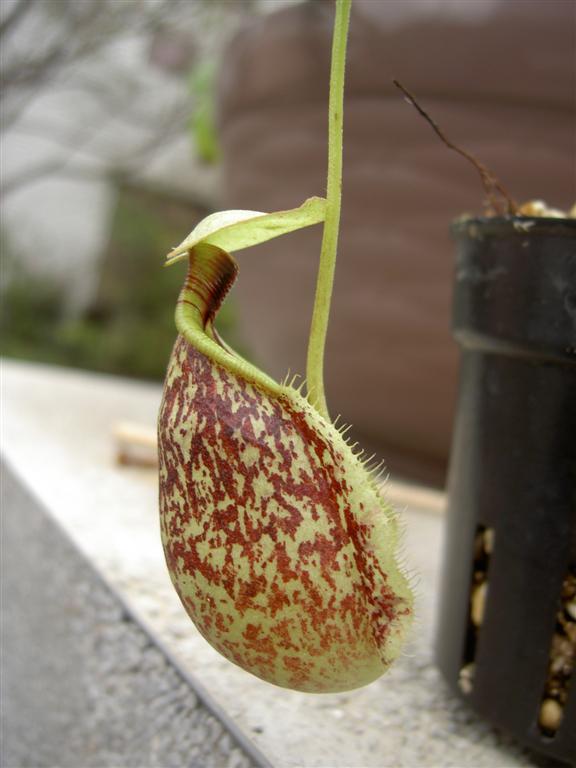 Nepenthes rafflesiana